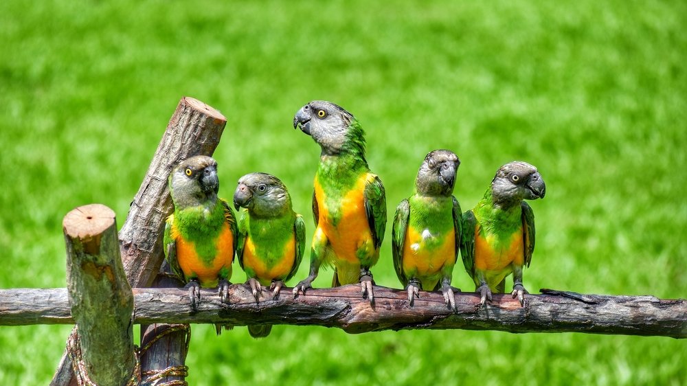 Do you know who is the leader here?