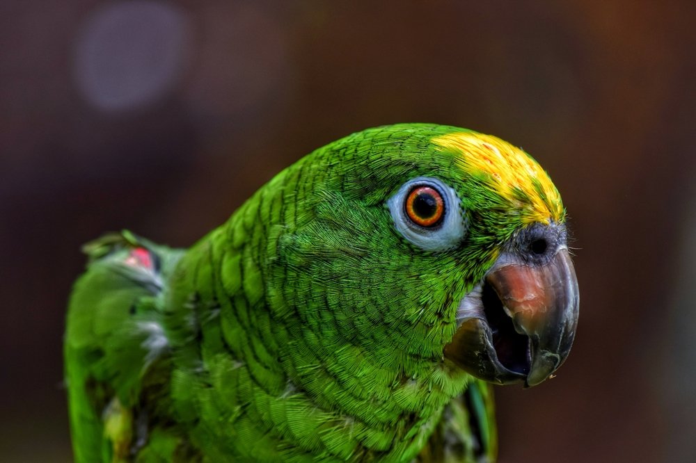 I can talk say Hello