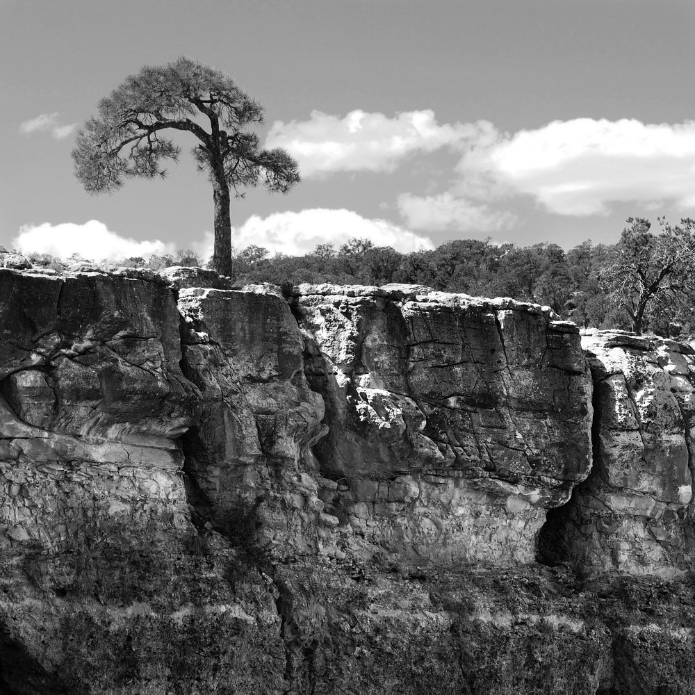 Одиноая сосна