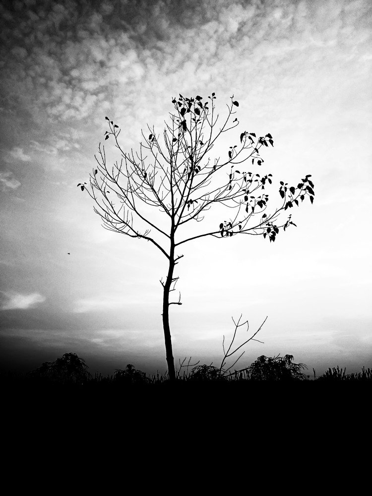 A tree waiting for death