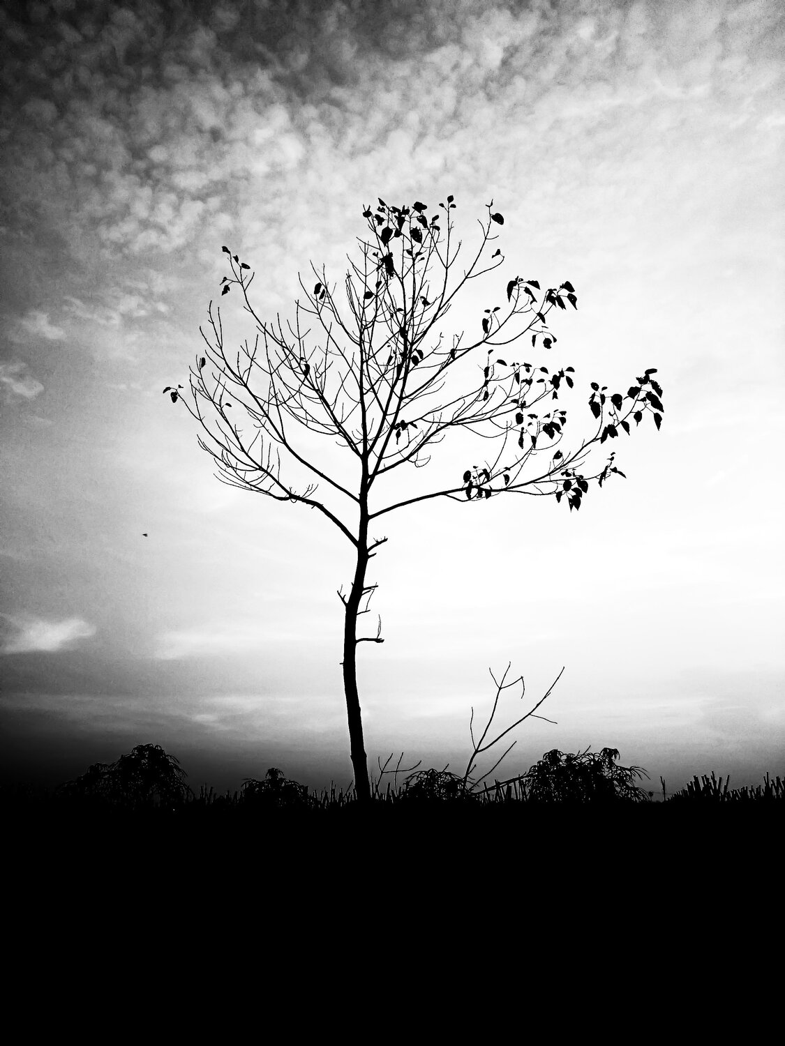 A tree waiting for death