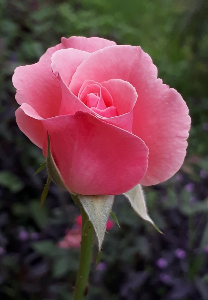 Closeup photography with mobile