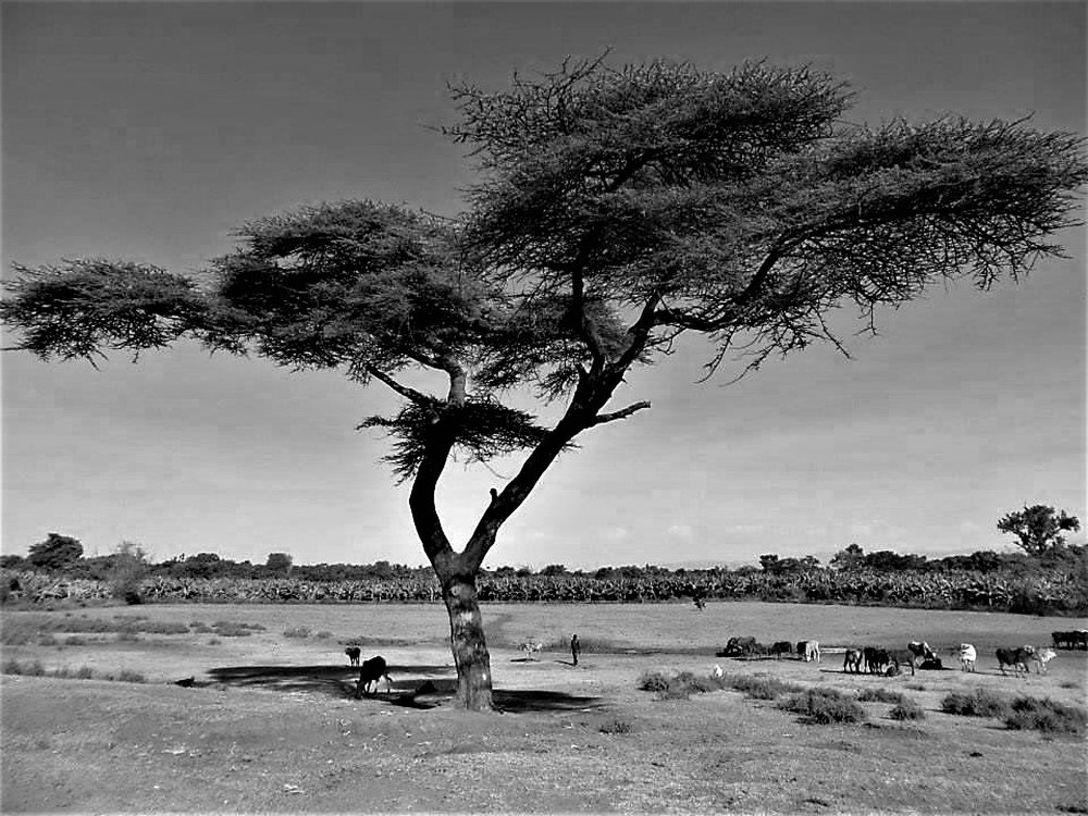 Black and white landscape