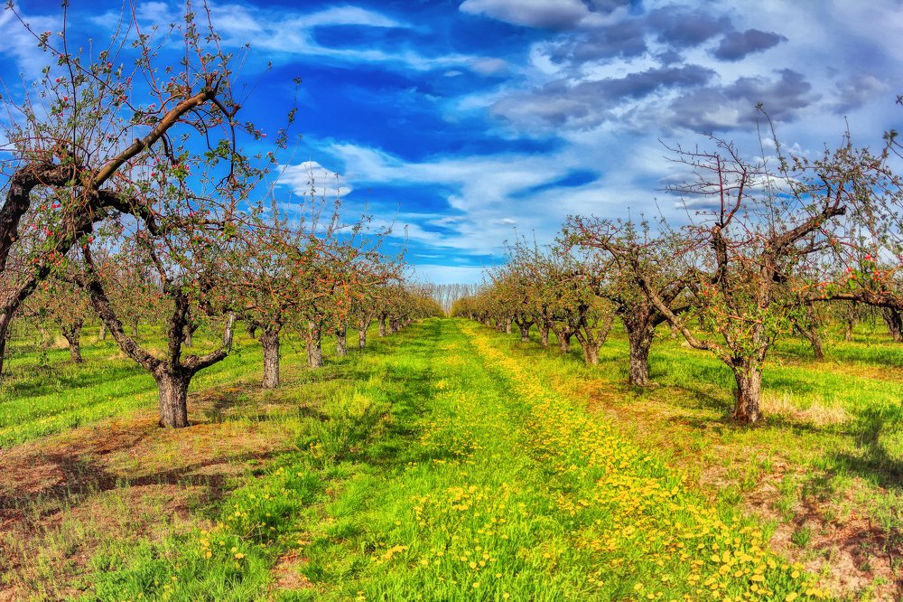 Яблоневый сад