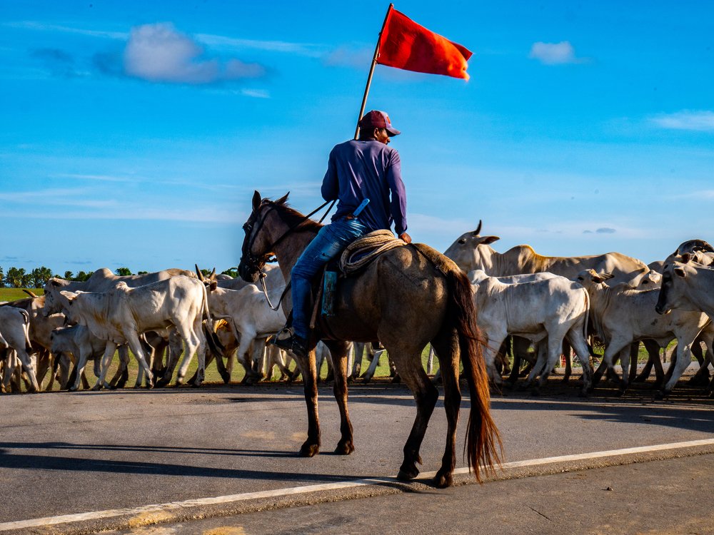 Brazilian cowboy