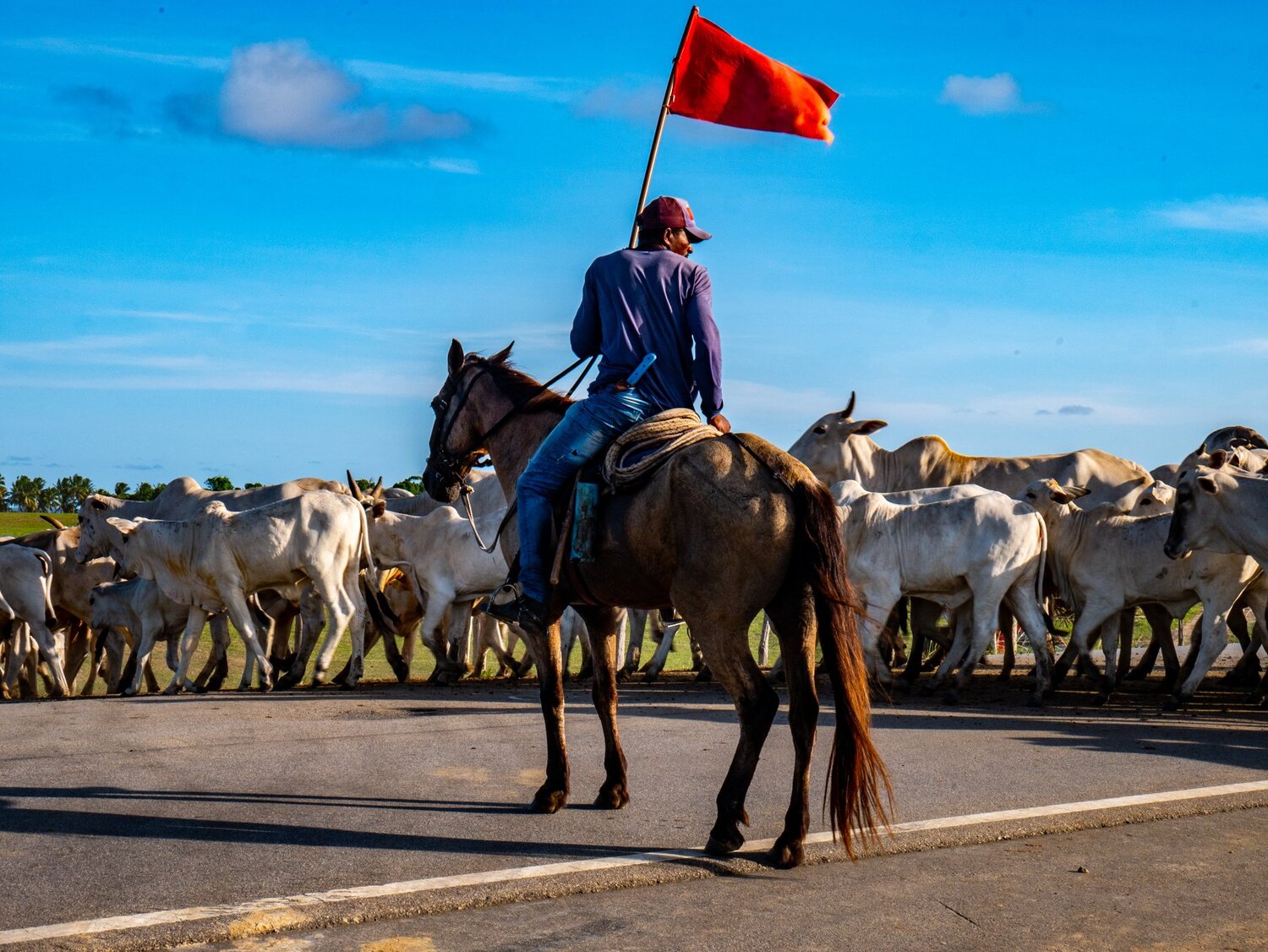 Brazilian cowboy