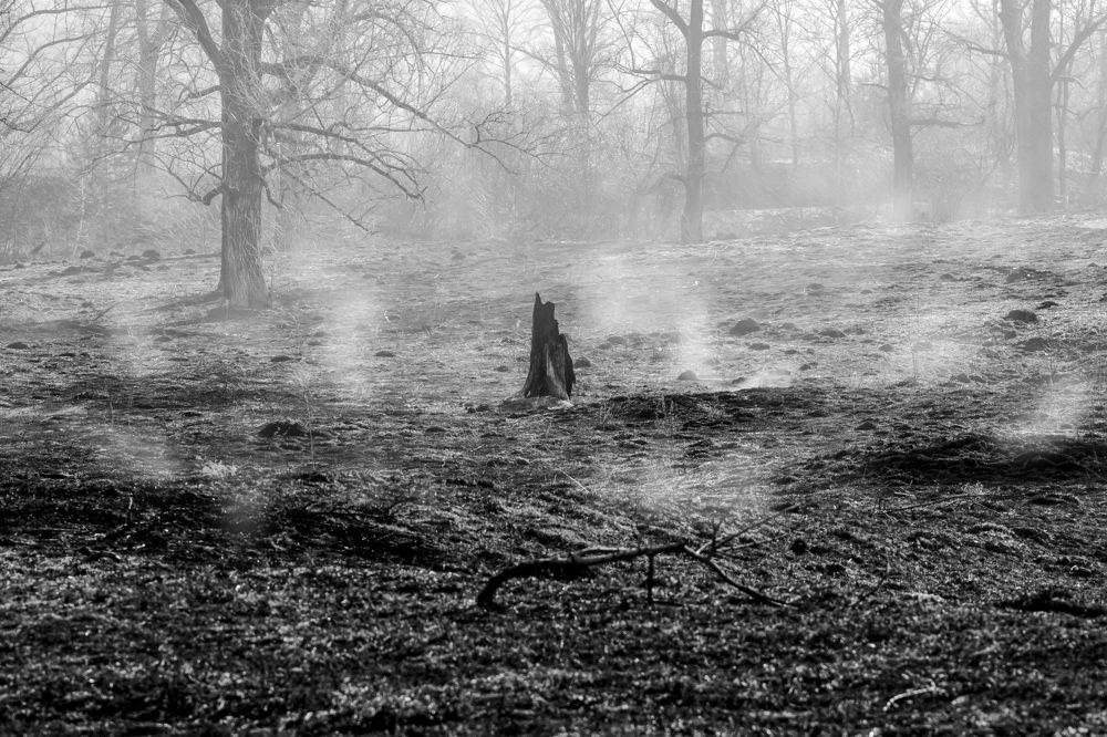 Луга после пожара