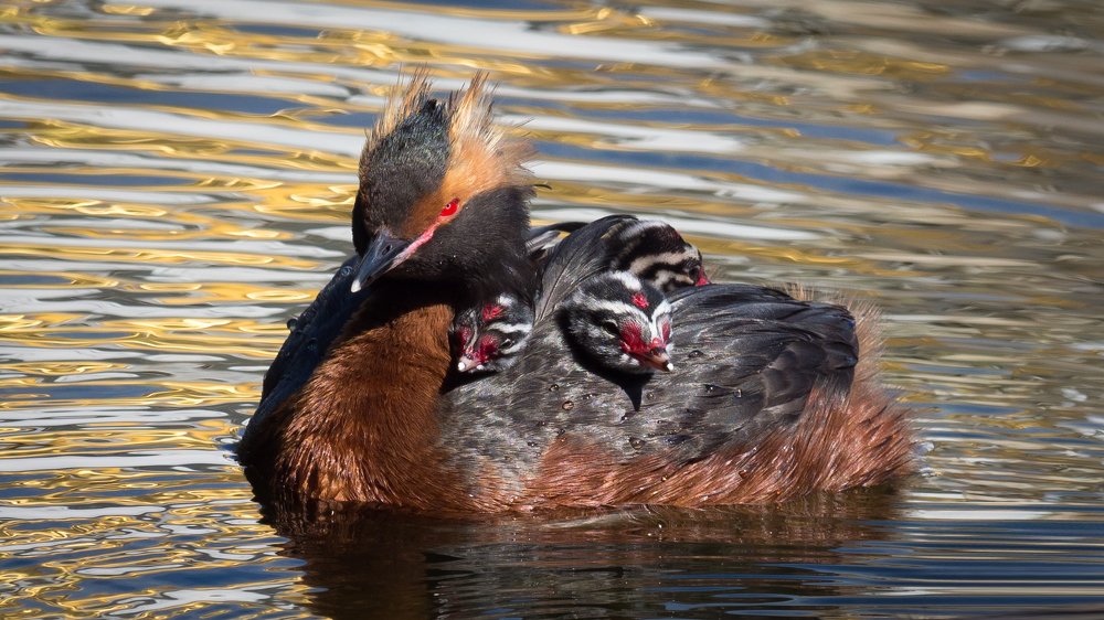 Красношейная поганка (Podiceps auritus)