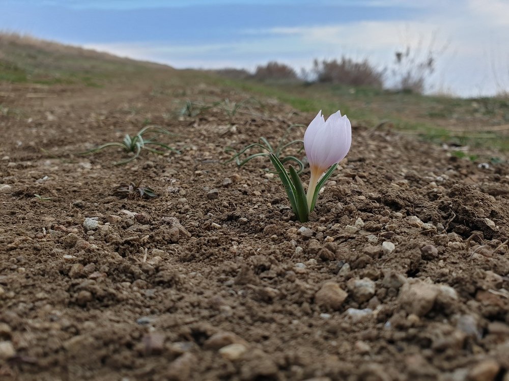 Первый цветок