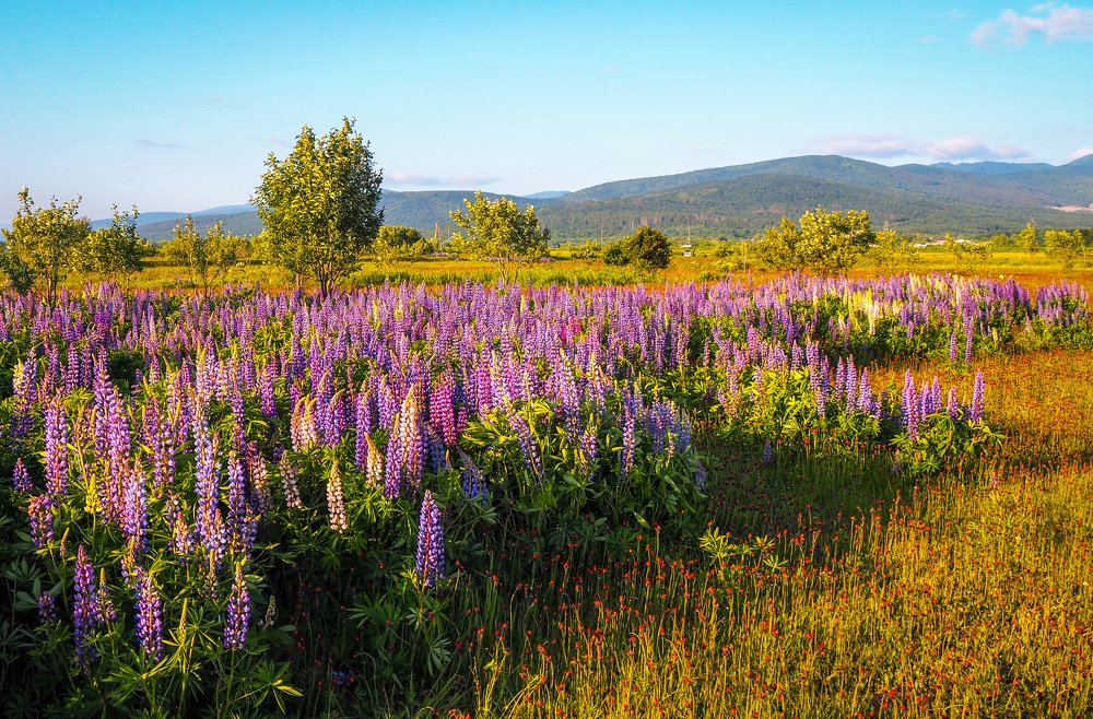 Цветущий луг