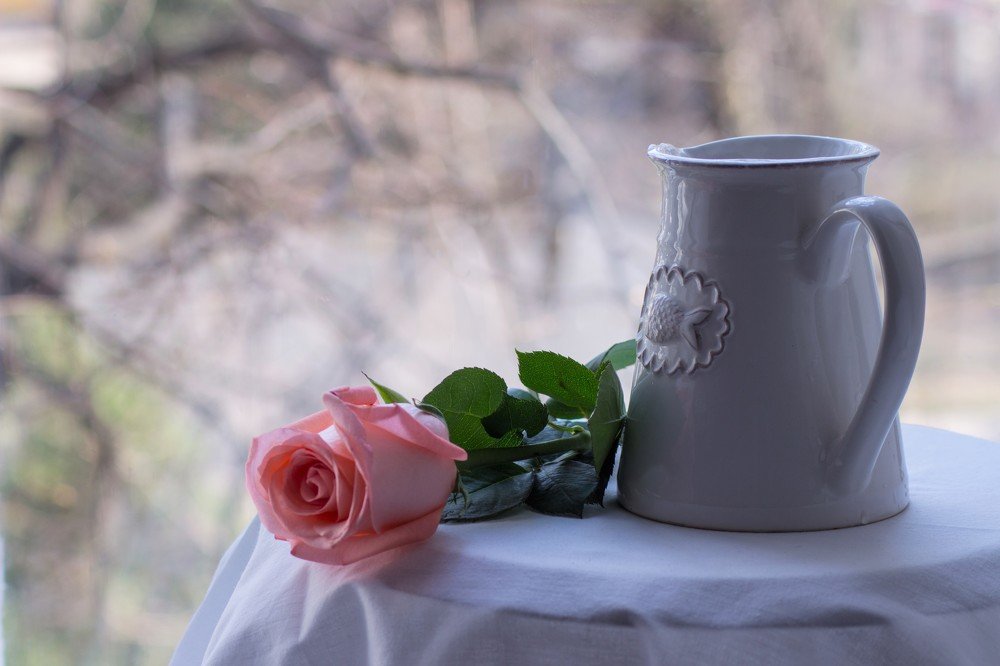 розовая роза