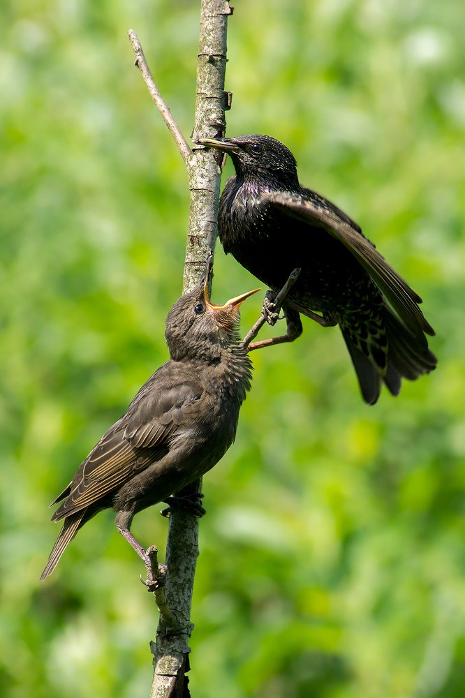 Хочу кушать!