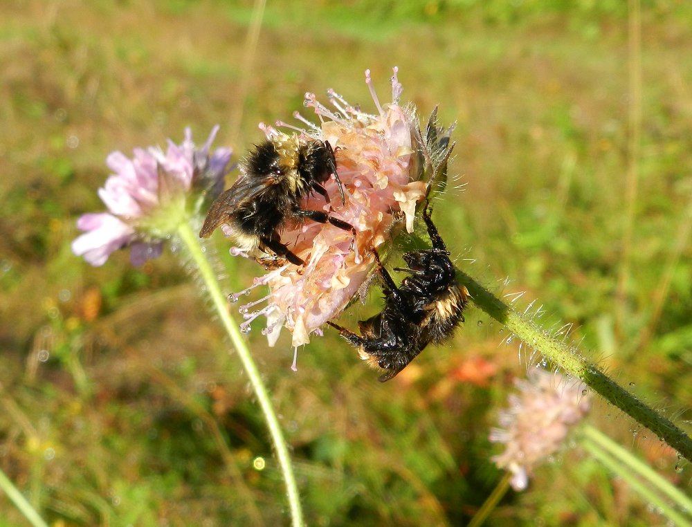 Scandinavian Bumblebee