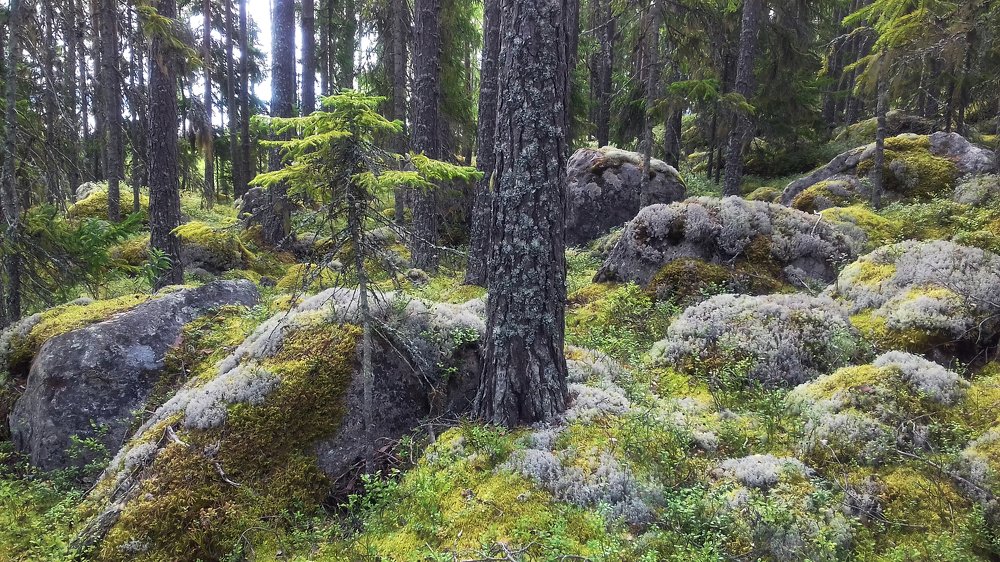 Sweden. And the stones grow trees...