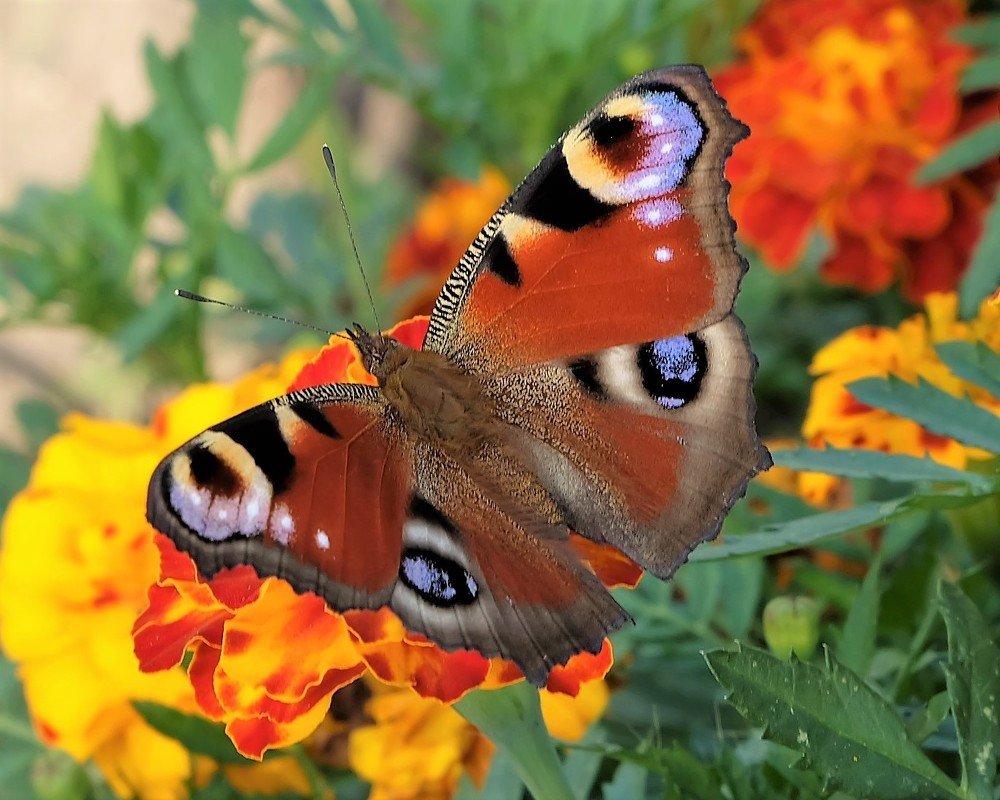 Краски лета!