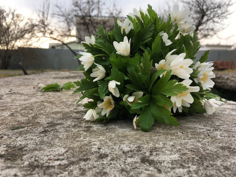 Подснежники