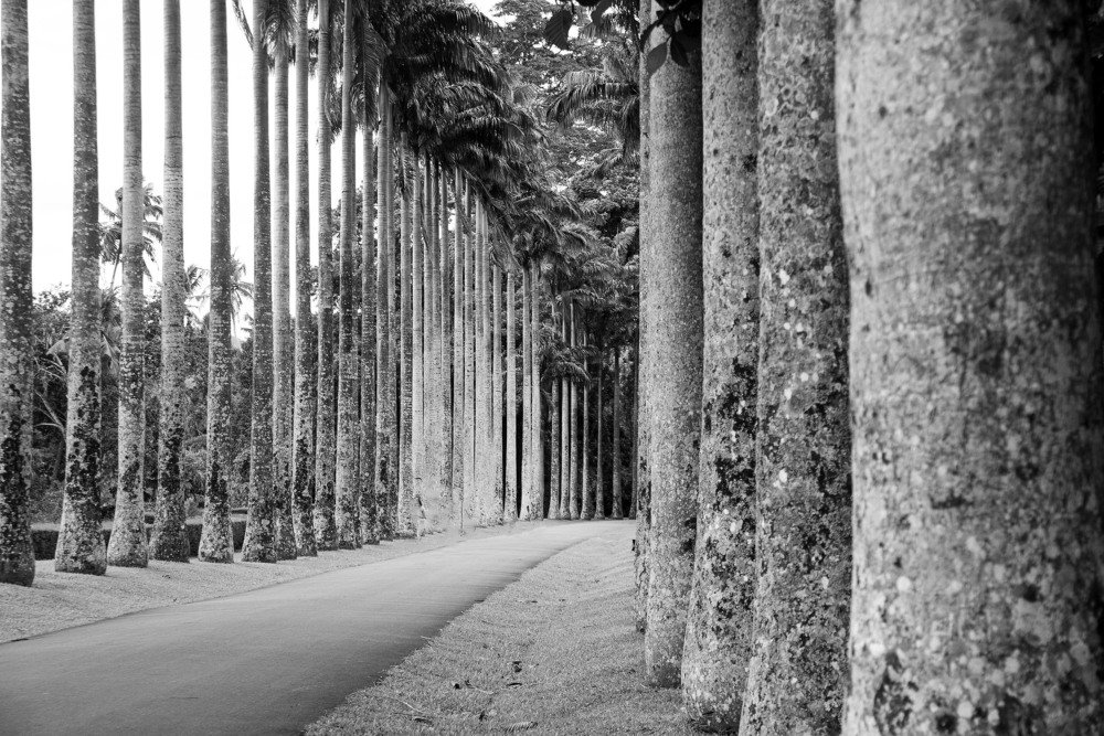 Королевский Ботанический сад. Канди. Шри-Ланка.