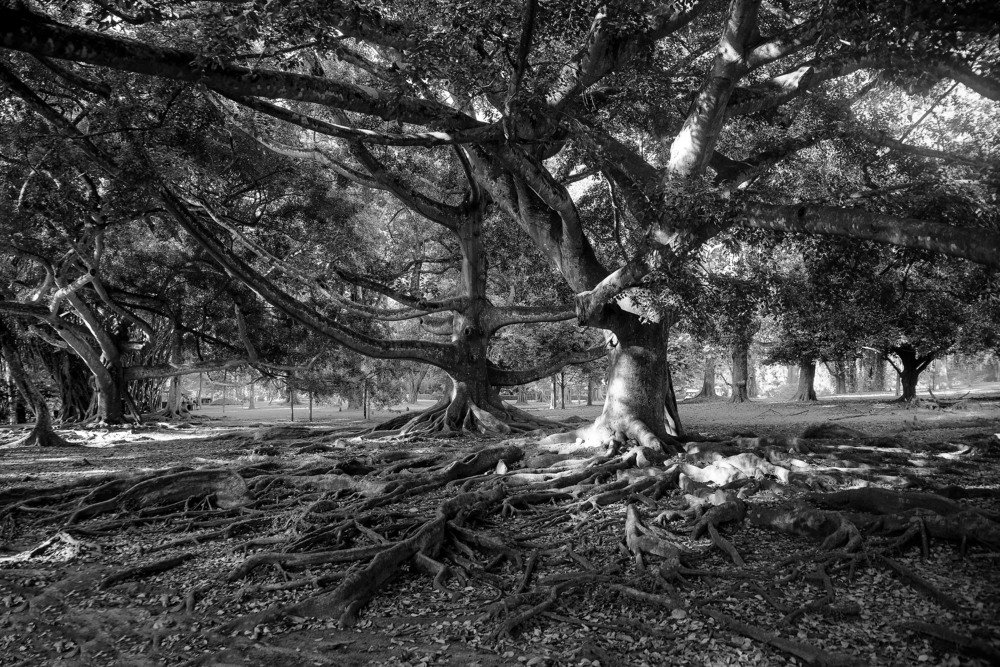 Королевский Ботанический сад. Канди. Шри-Ланка.