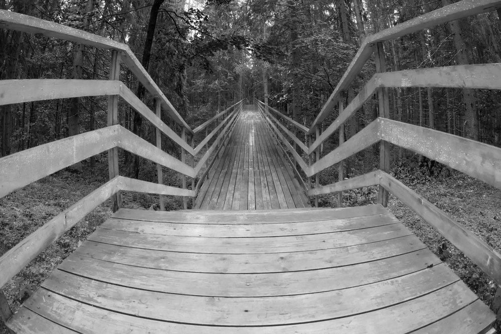 Лапы моста из темного леса