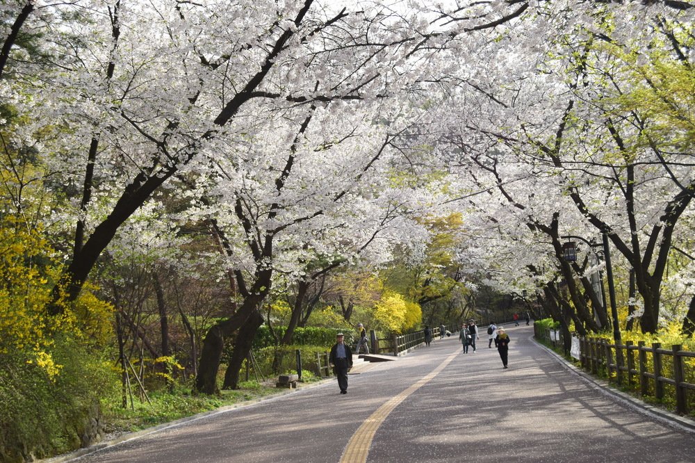 Весеннее цветенье.