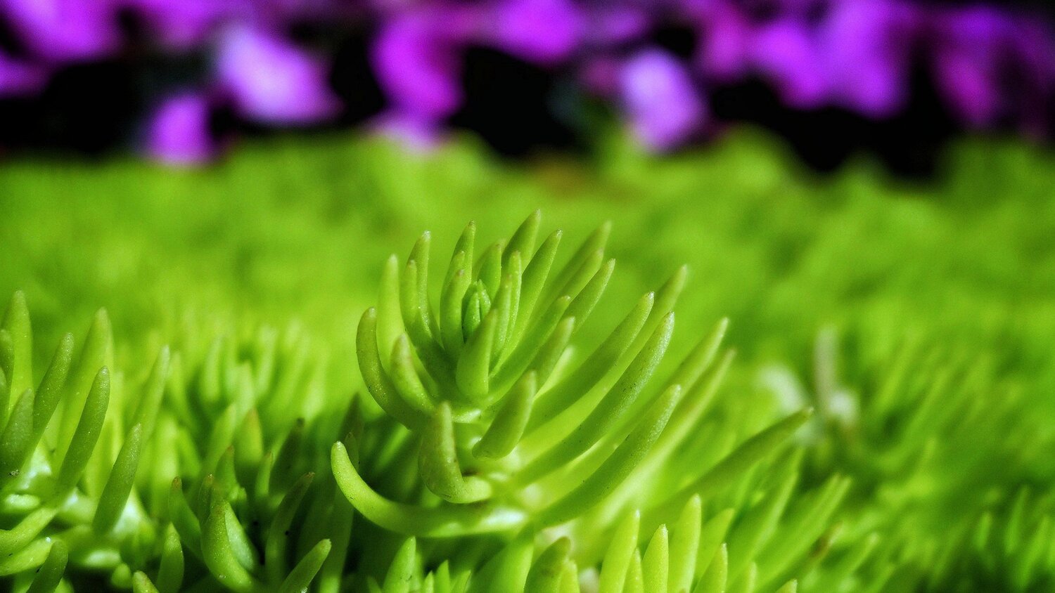Green.