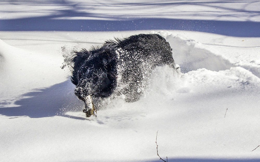 Галопом по зиме