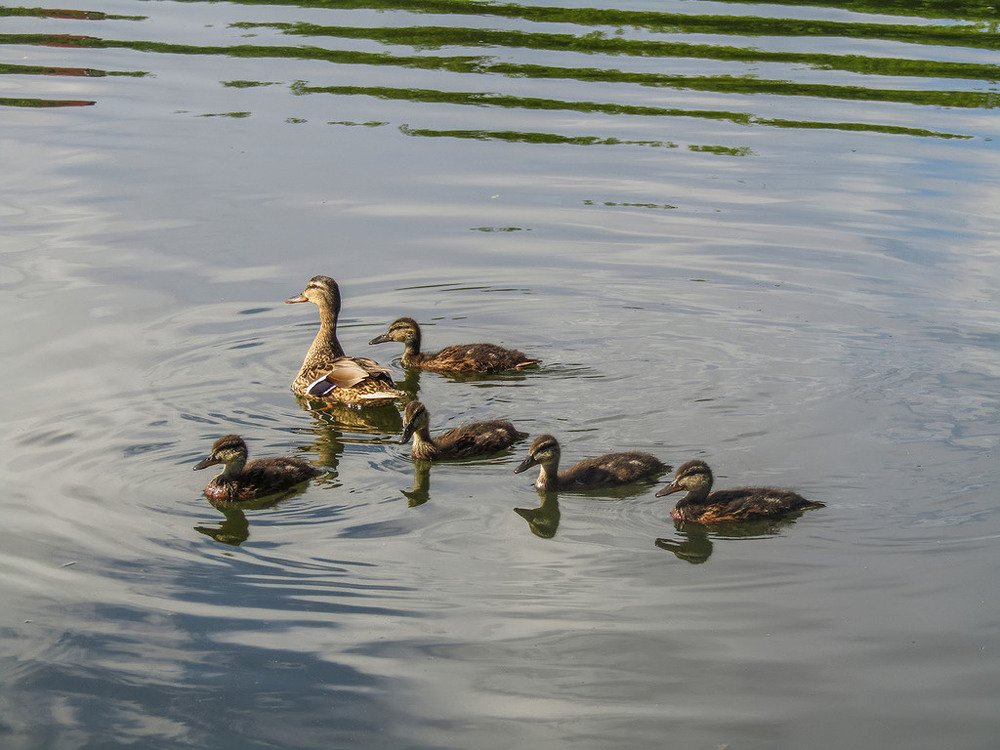 Летним вечером