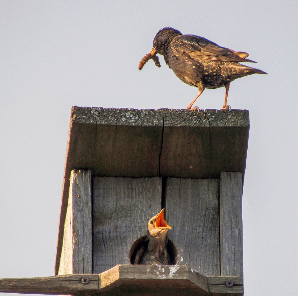 Заботливый скворец
