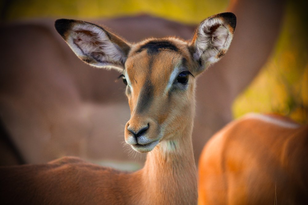 Impala (Bambi)
