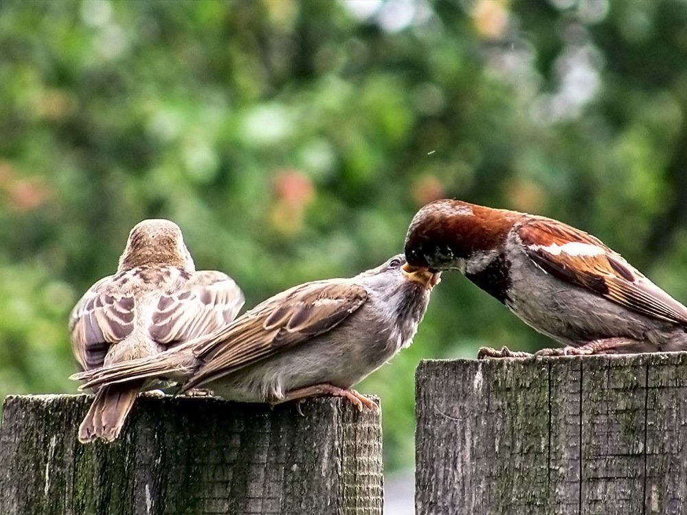 Заботливый отец