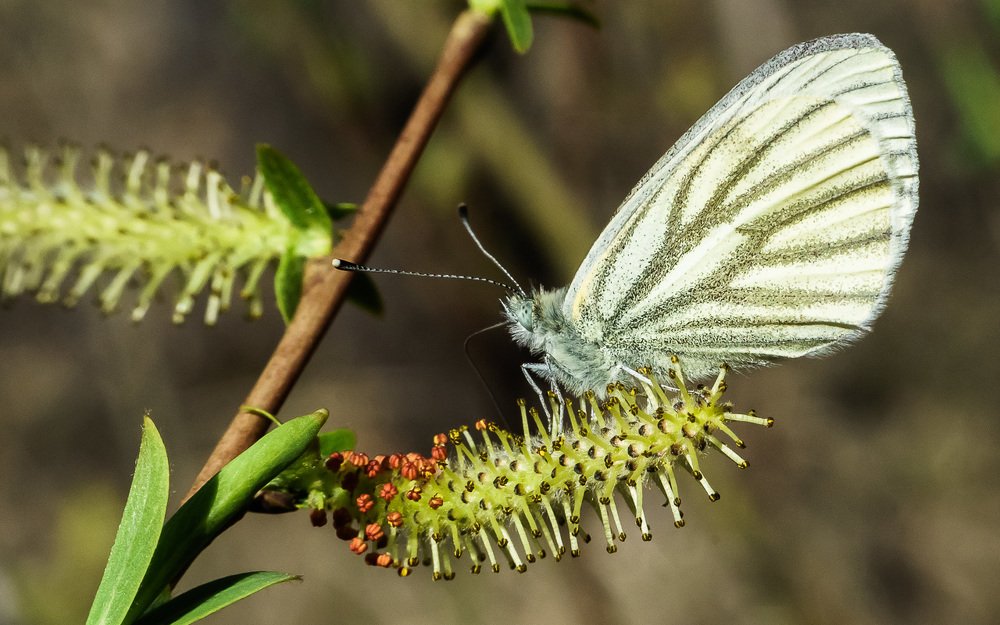 Ива цветет.