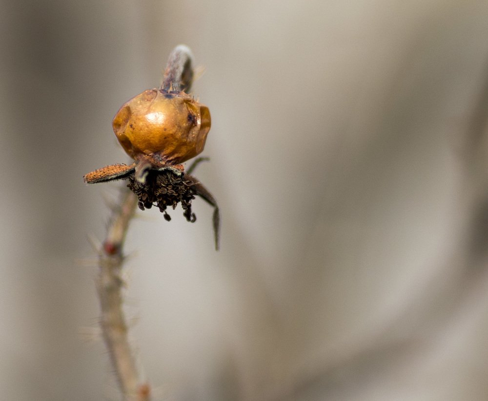 Жёлтый шарик