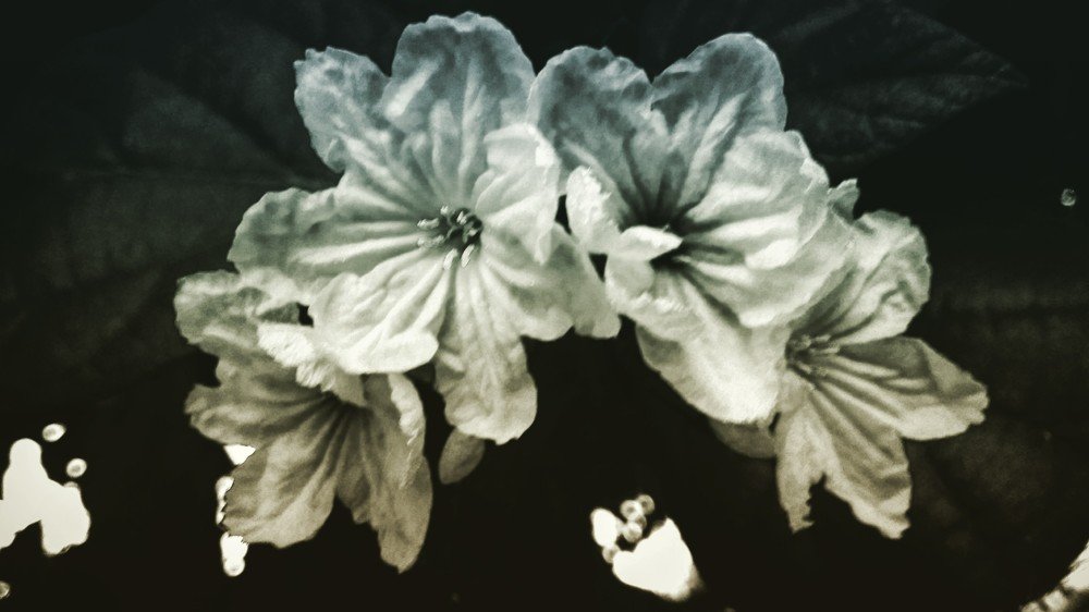 #flowers#fantasy
