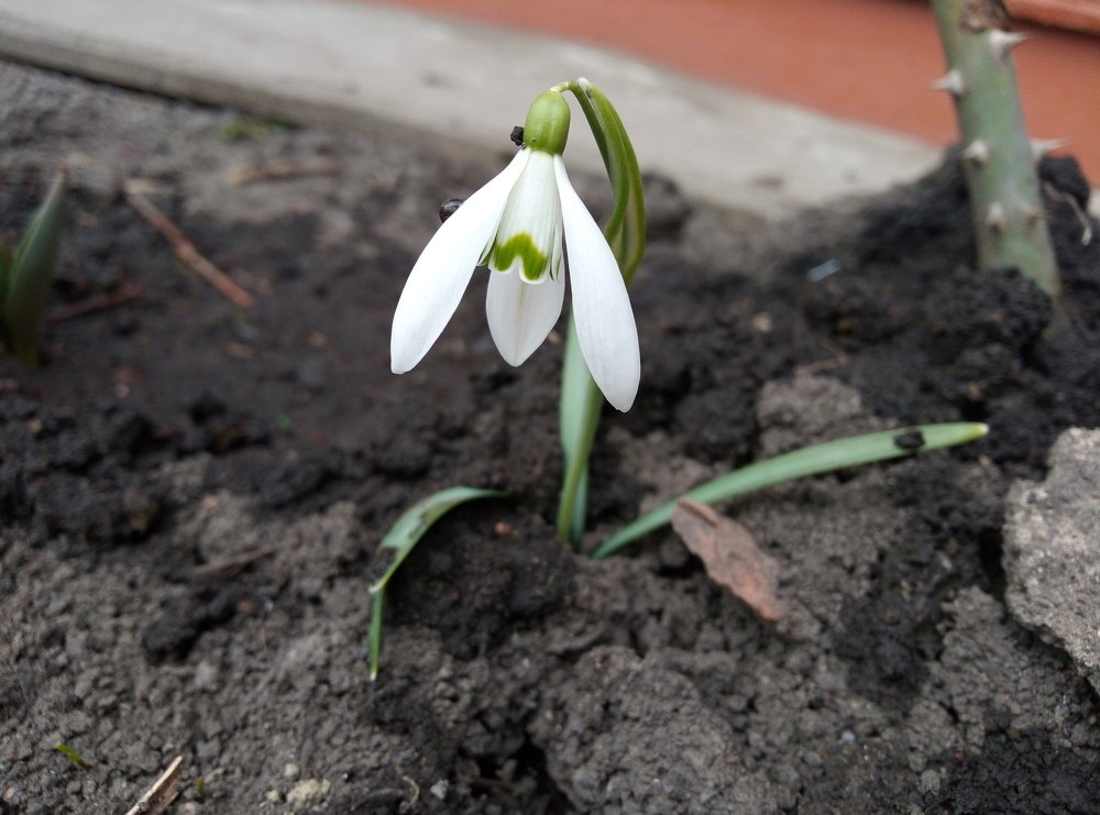 Перші прояви весни