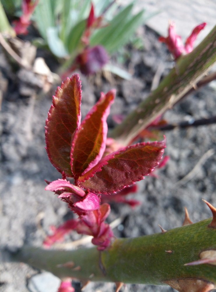 З меленького листочками починається цвітіння квітів