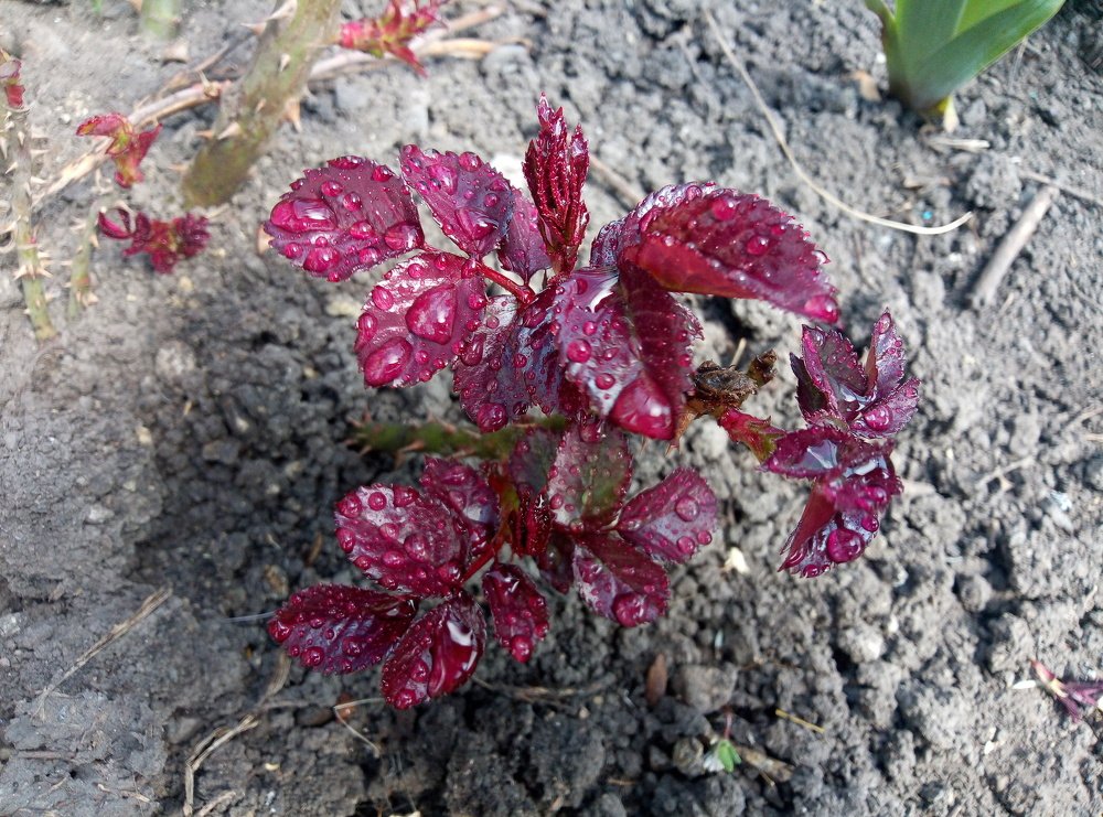 Кожному потрібна допомога в зростанні