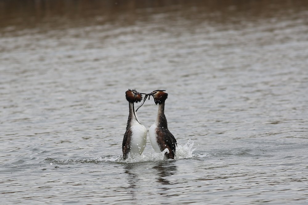 duet