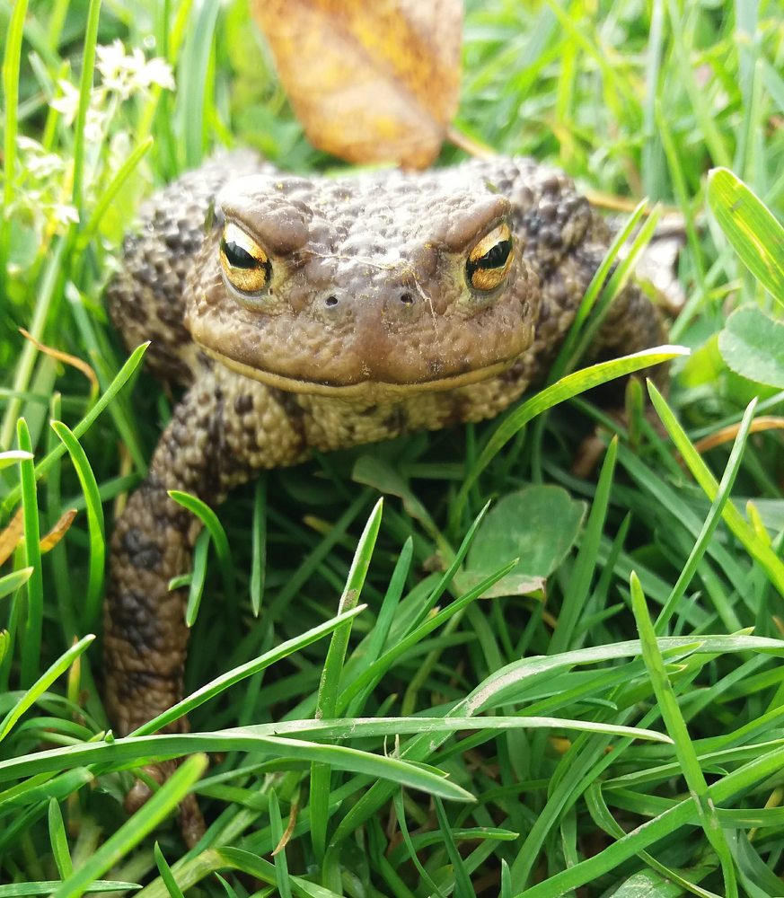 Знакомство с очаровательной жабой.
