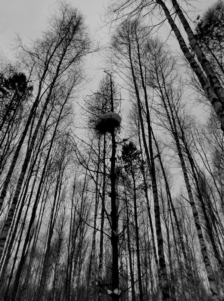 Photograph by вячеслав милов