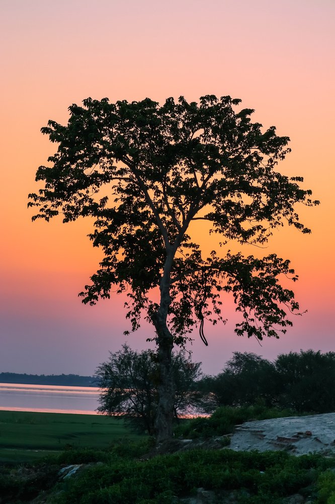 The Standing lonely Tree