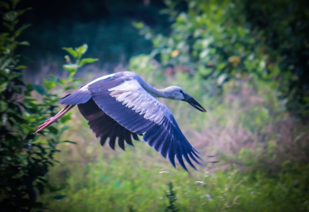 The Lovely Heron