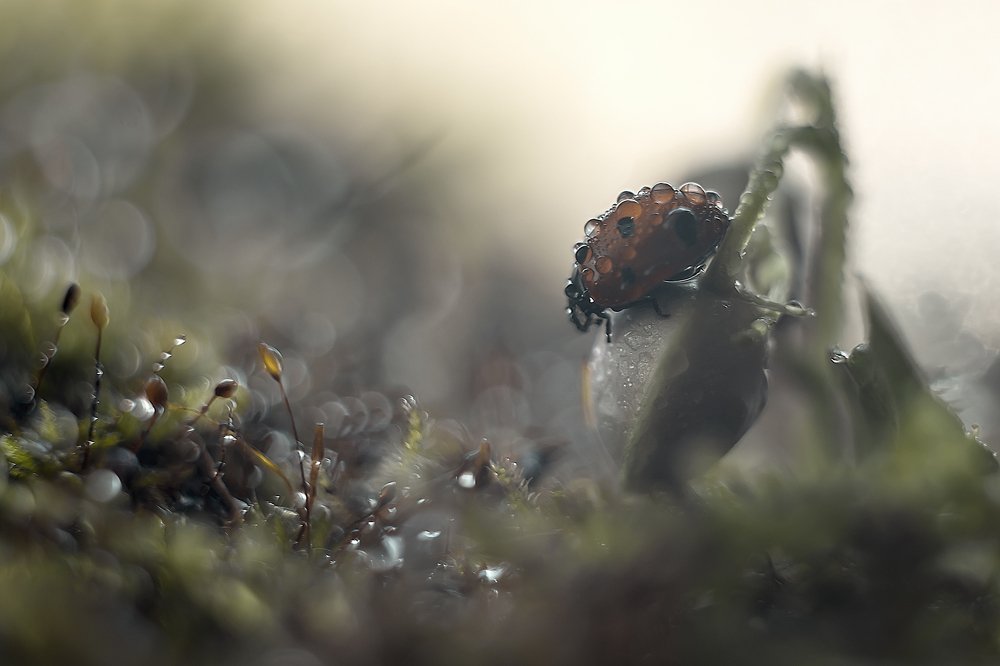 Предрассветный час