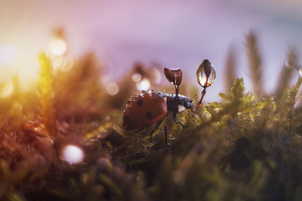 На вечерней зорьке