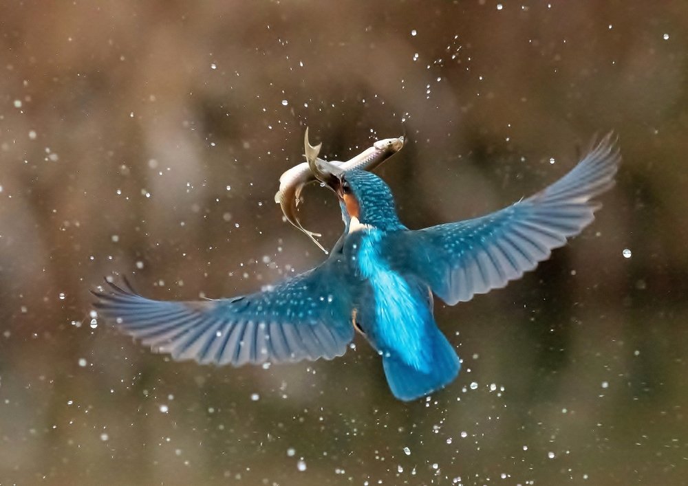 Blue bird of happiness