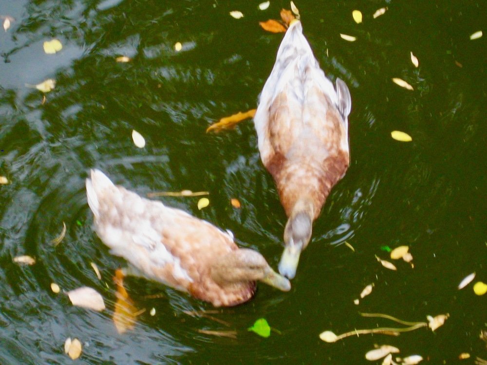 wild duck with duckling
