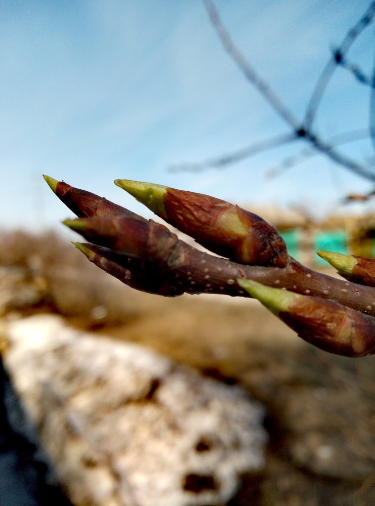 Начало жизни