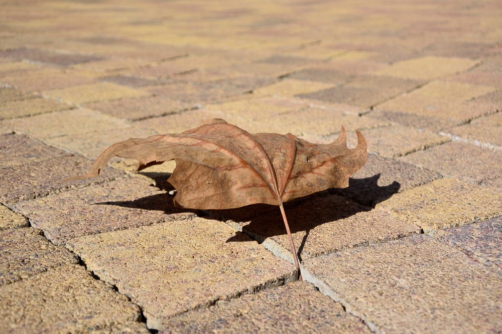 Осень на мостовой