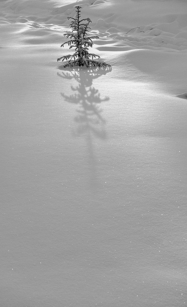 Чистота зимнего утра