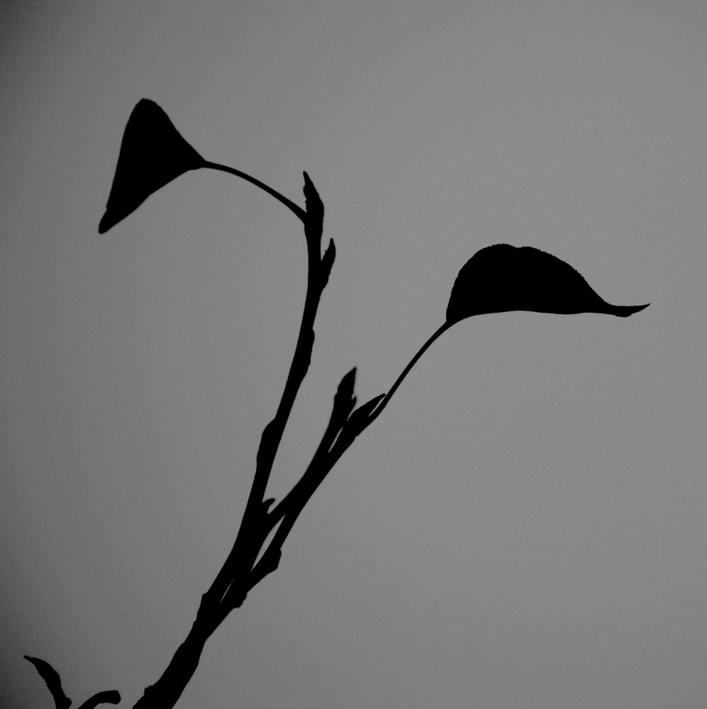 Чёрное на белом