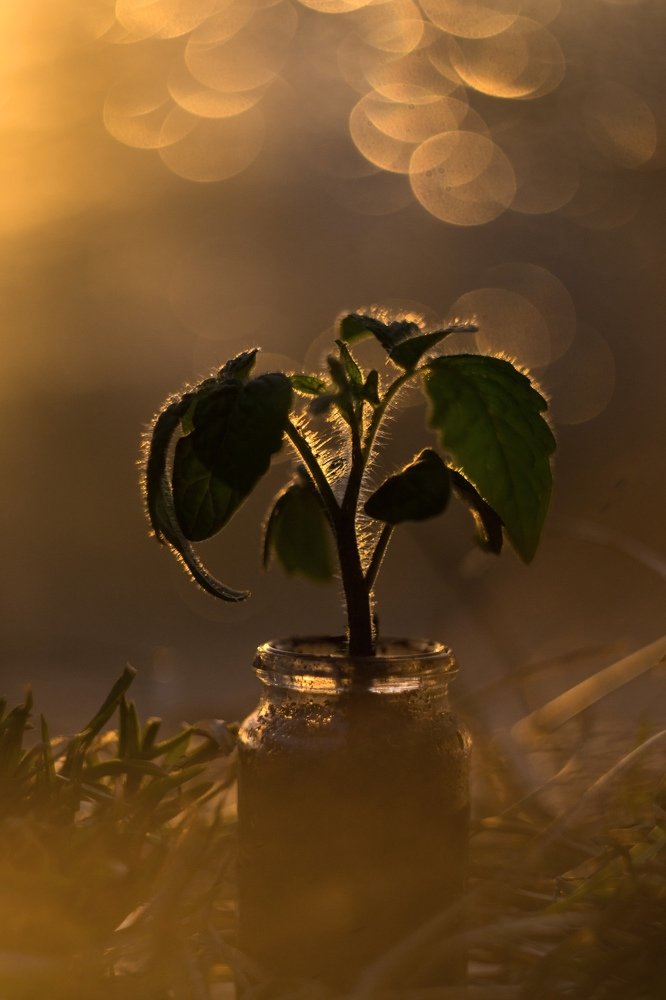Photograph by Лиза Комарова